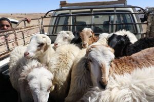 %d8%ae%d9%85%d8%b1-%d9%82%d8%a8%d8%a7%d8%a6%d9%84-%d8%ad%d8%a7%d8%b4%d8%af-27-765x510